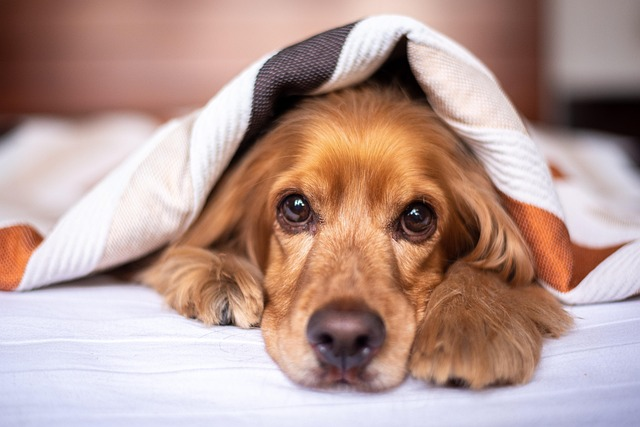 large dog calming bed