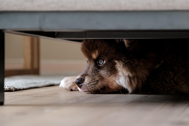 orthopedic dog couch bed