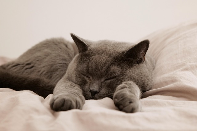orthopedic pet beds
