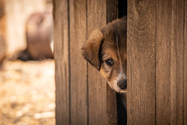 crate training puppy crying
