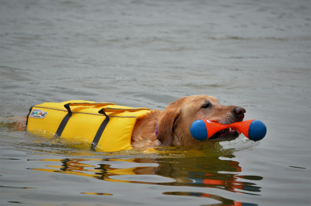 brown short coated dog in yellow inflatable ring on water during daytime
