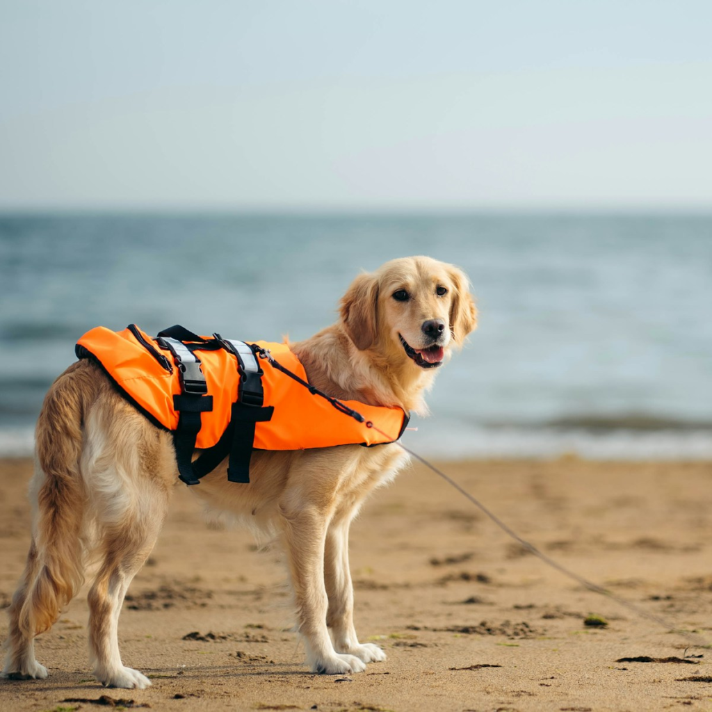a dog wearing a life vest on a beach
